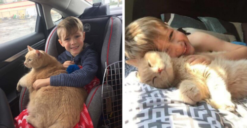 TD.They offered to adopt a pet, and he chose a huge 10-year-old feline longing for a family.