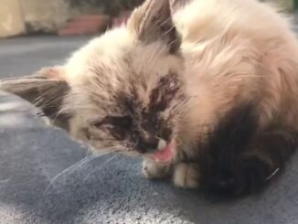 TD"The Abandoned Kitten in Such Critical Condition It Was Painful to See"