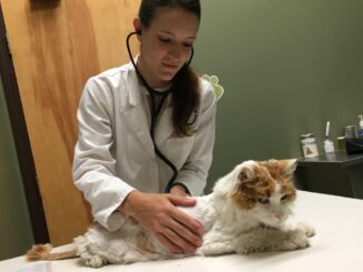TD.Elderly Cat Abandoned, Found Struggling for Help Until Exhausted