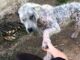 TD.A sick stray dog extends her paw to strangers, imploring help for herself and her friend.