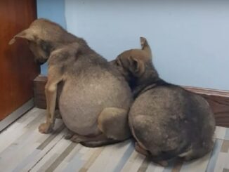 TD"Pups Found Nursing Each Other with Swollen Bellies Despite Illness"