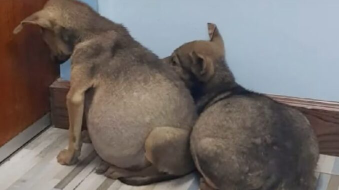 TD"Pups Found Nursing Each Other with Swollen Bellies Despite Illness"