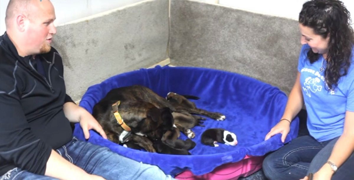 TD.A pregnant dog refused to give birth, but a woman saw her ultrasound and decided to help her.