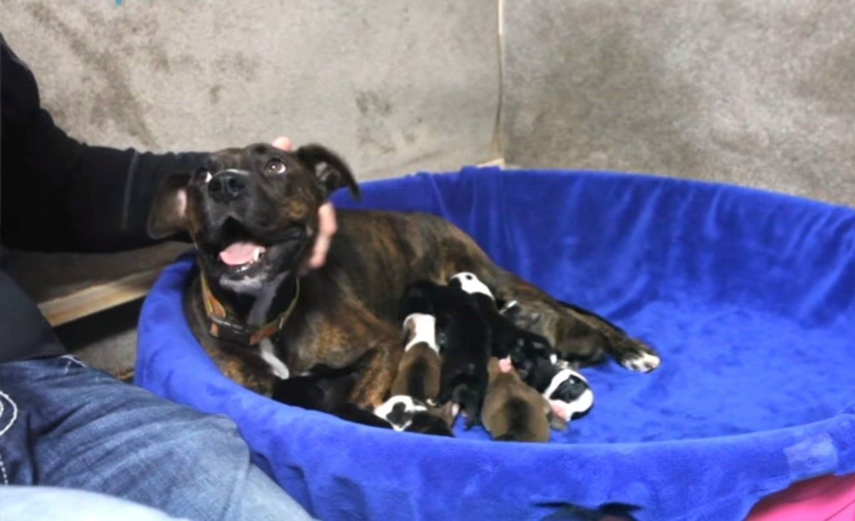 TD.A pregnant dog refused to give birth, but a woman saw her ultrasound and decided to help her.