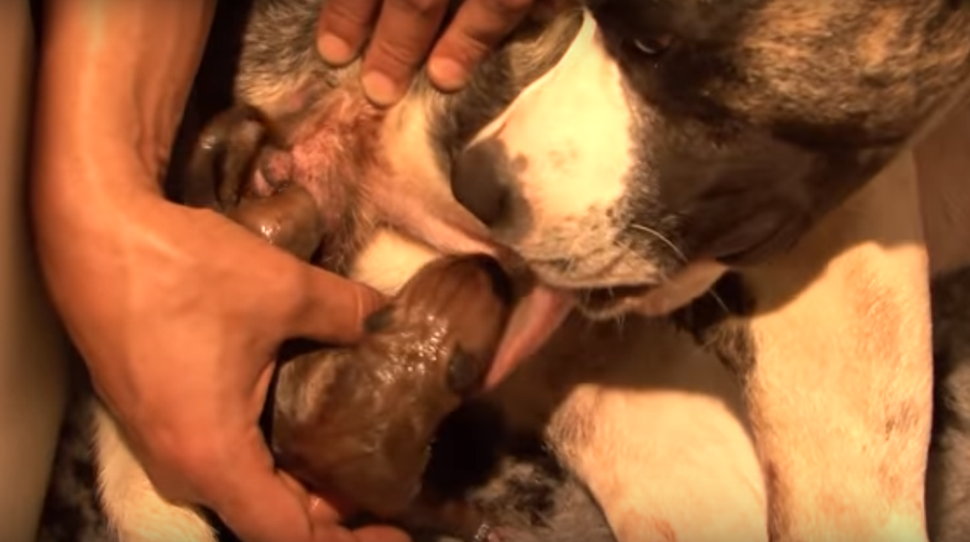 TD."Diva, the Pregnant Dog Who Astonished Her Owners with an Exceptional Birth"