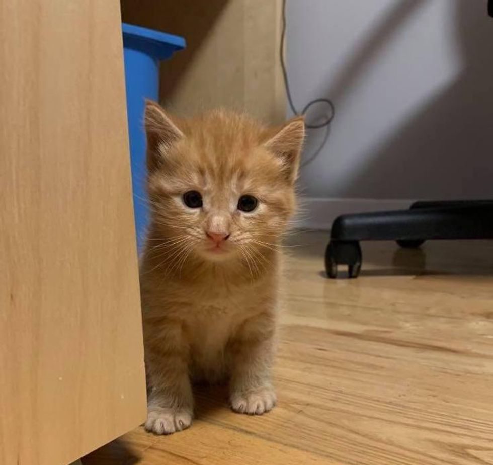 TD.A kitten takes its first joyful steps on all four paws!