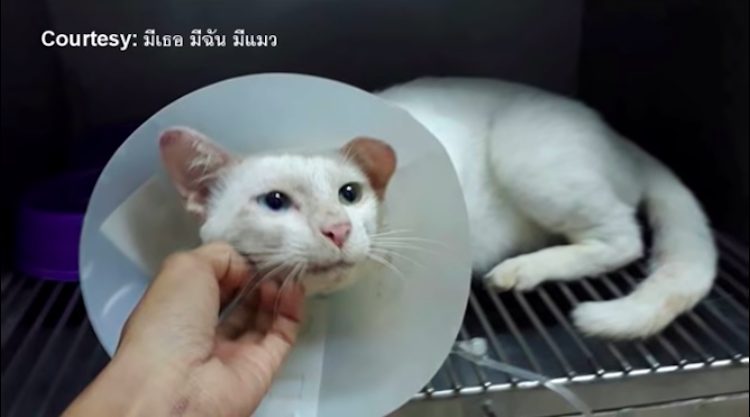 TD"The Rescue and Miraculous Recovery of a Kitten Found in Agony That Is Bringing Tears"