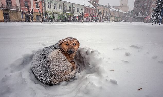 TD"Heroic Stray Dog Saves Girl from Freezing in the Snow"