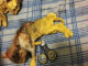 TD."They Were Saved from Death After Being Found Covered in Yellow Paint, Unable to Move"